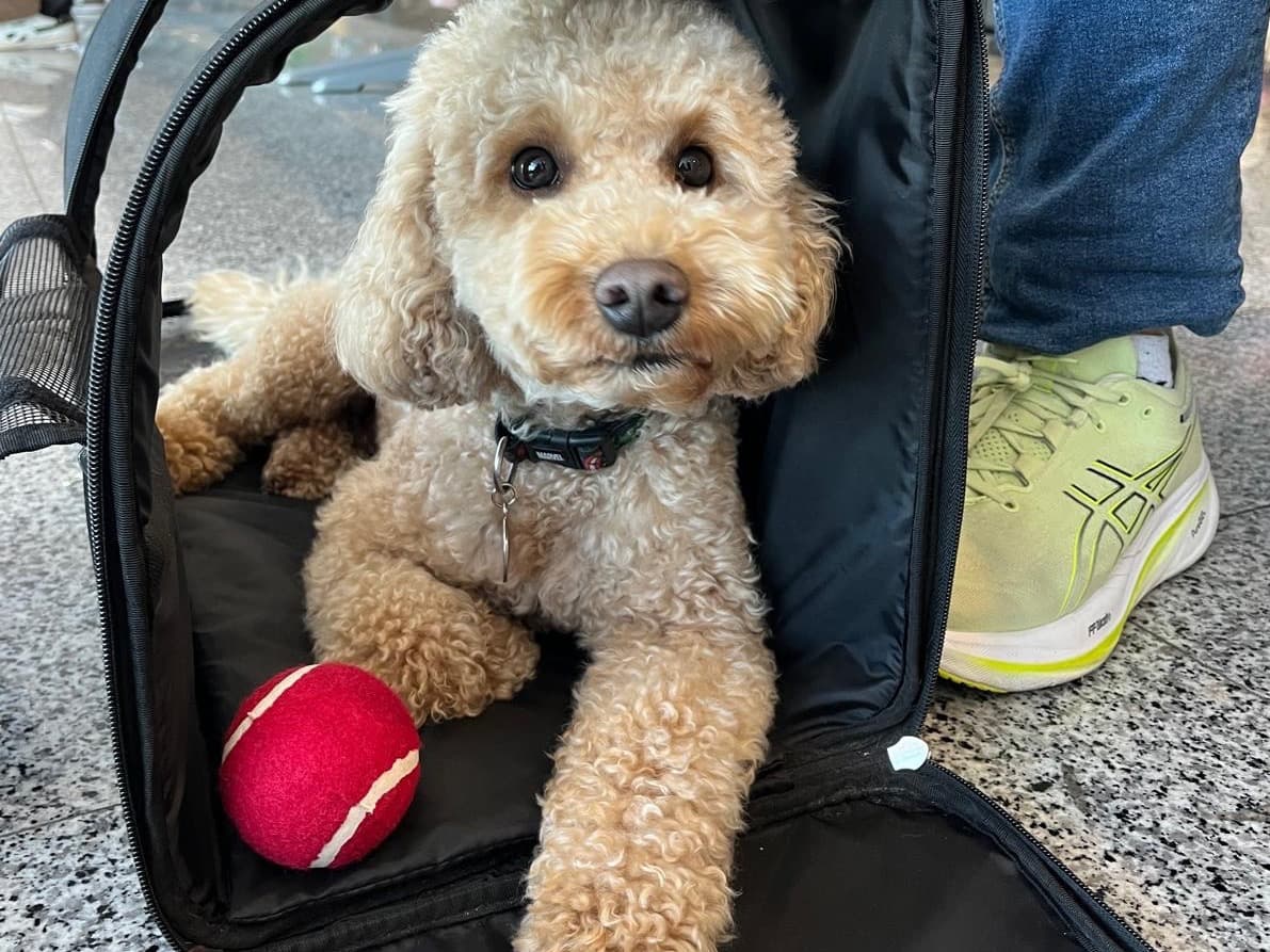 Cocker Spaniel 3 years old male medium named Paco for breeding in Palma, Balearic Islands | Petmeetly