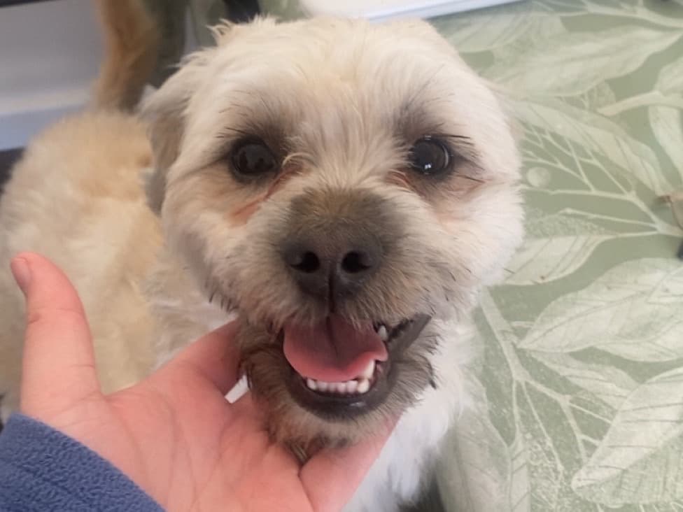 Lhasa Apso 1 year 10 months old male small named Pablo for breeding in Auchenblae, Scotland | Petmeetly