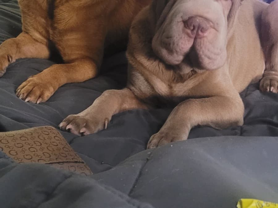 Chinese Shar-Pei 1 year old male medium named Diesel for breeding in Lakeland, Florida | Petmeetly