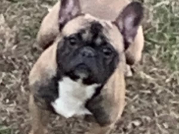 French Bulldog 1 year 3 months old male medium named bando for breeding in Riverdale, Georgia | Petmeetly