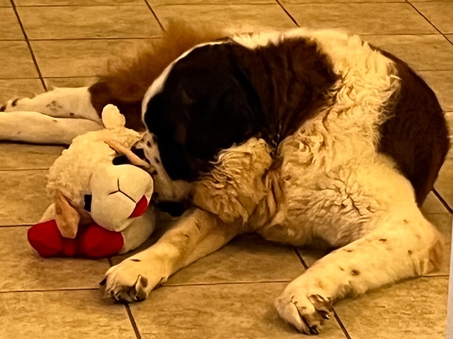 Saint Bernard 7 years 1 month old male extra large named Jax for breeding in Eustis, Florida | Petmeetly