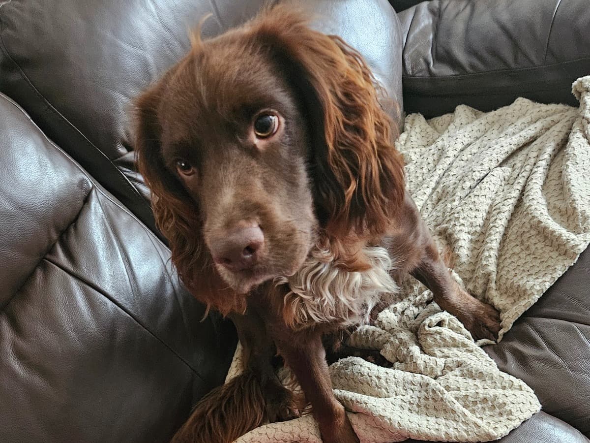 Cocker Spaniel 3 years old male medium named Brodi for breeding in Maidenhead, England | Petmeetly