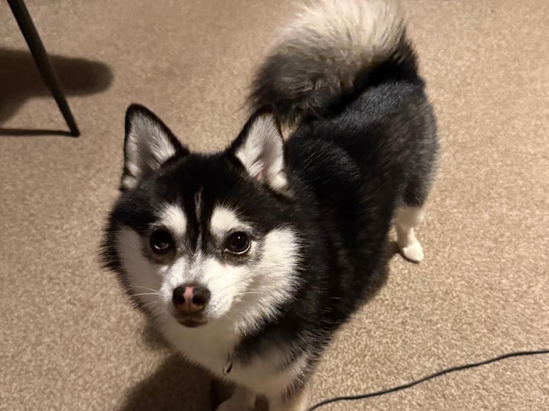 Husky 3 years old male small named Stormie for breeding in London, England | Petmeetly