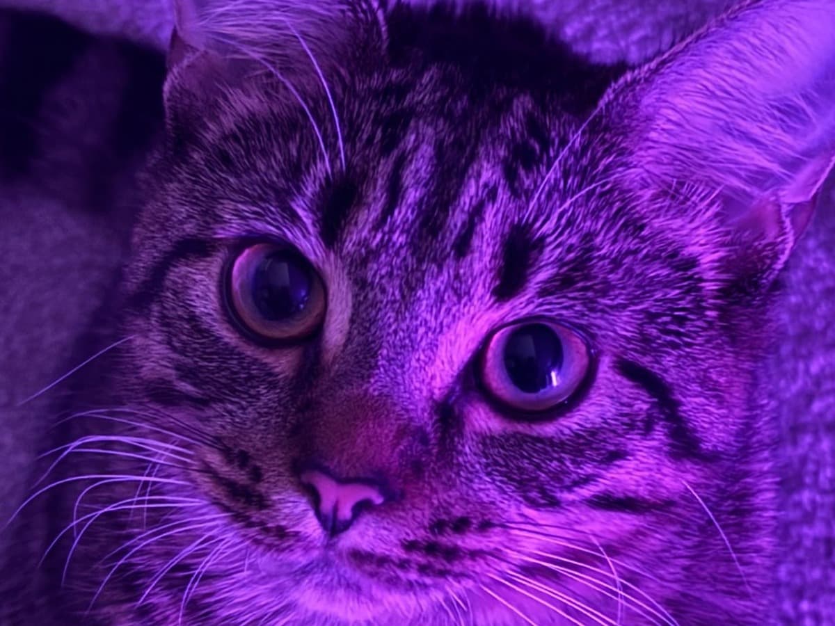 Bengal Tabby Mix 1 year old female named lily for breeding in Glasgow, Scotland | Petmeetly