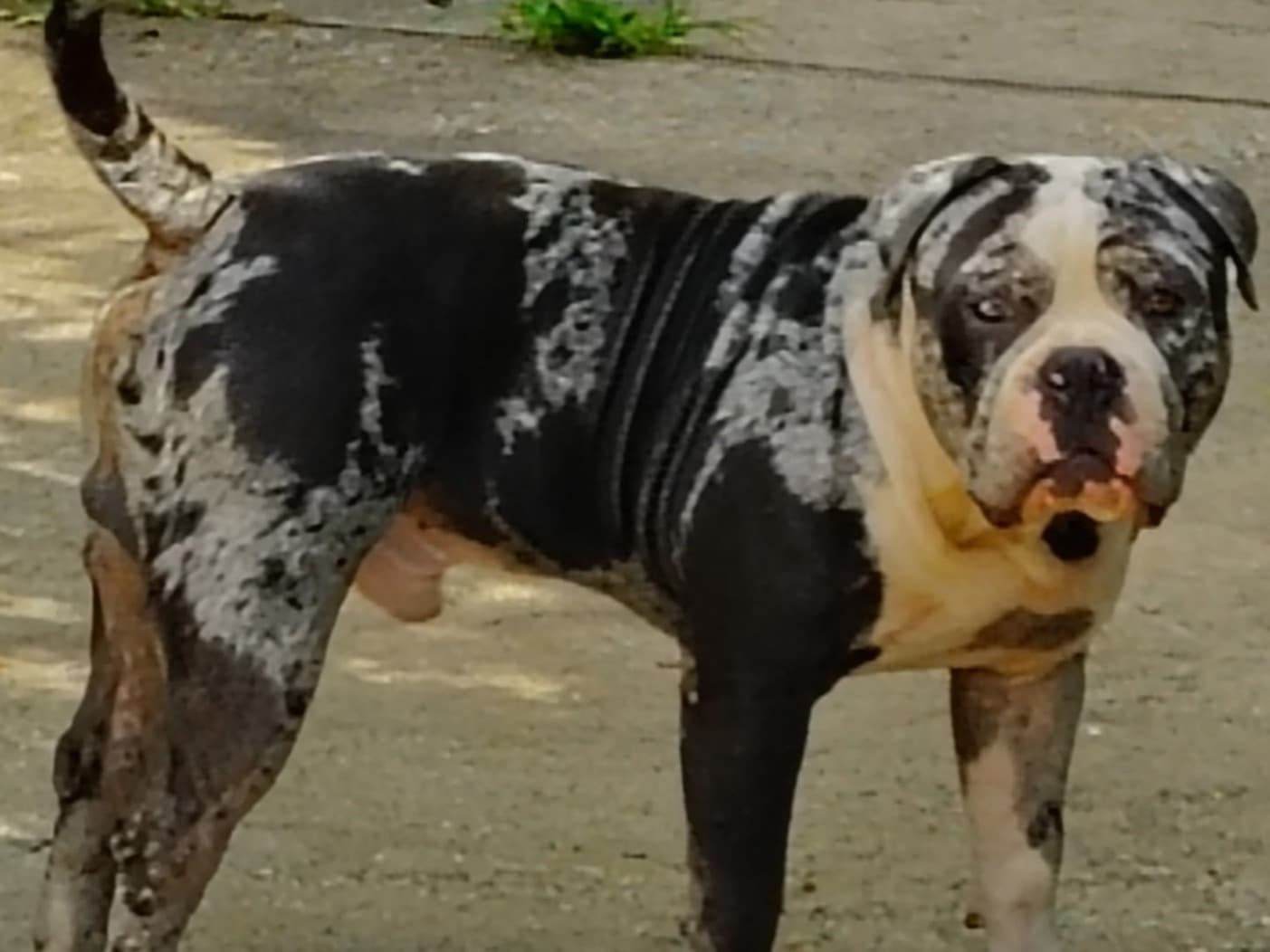 American Bully 1 year 10 months old male medium named Marley for breeding in Palm Bay, Florida | Petmeetly