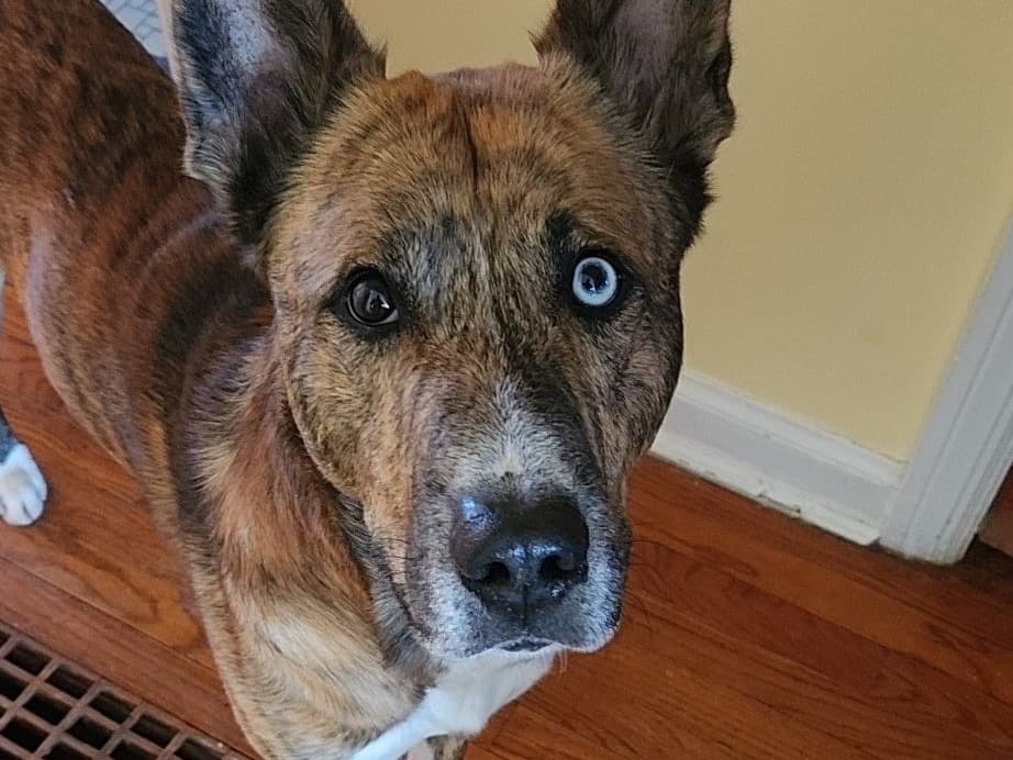 Alaskan Husky 6 years old male large named Brimstone for breeding in Elmwood Park, Illinois | Petmeetly