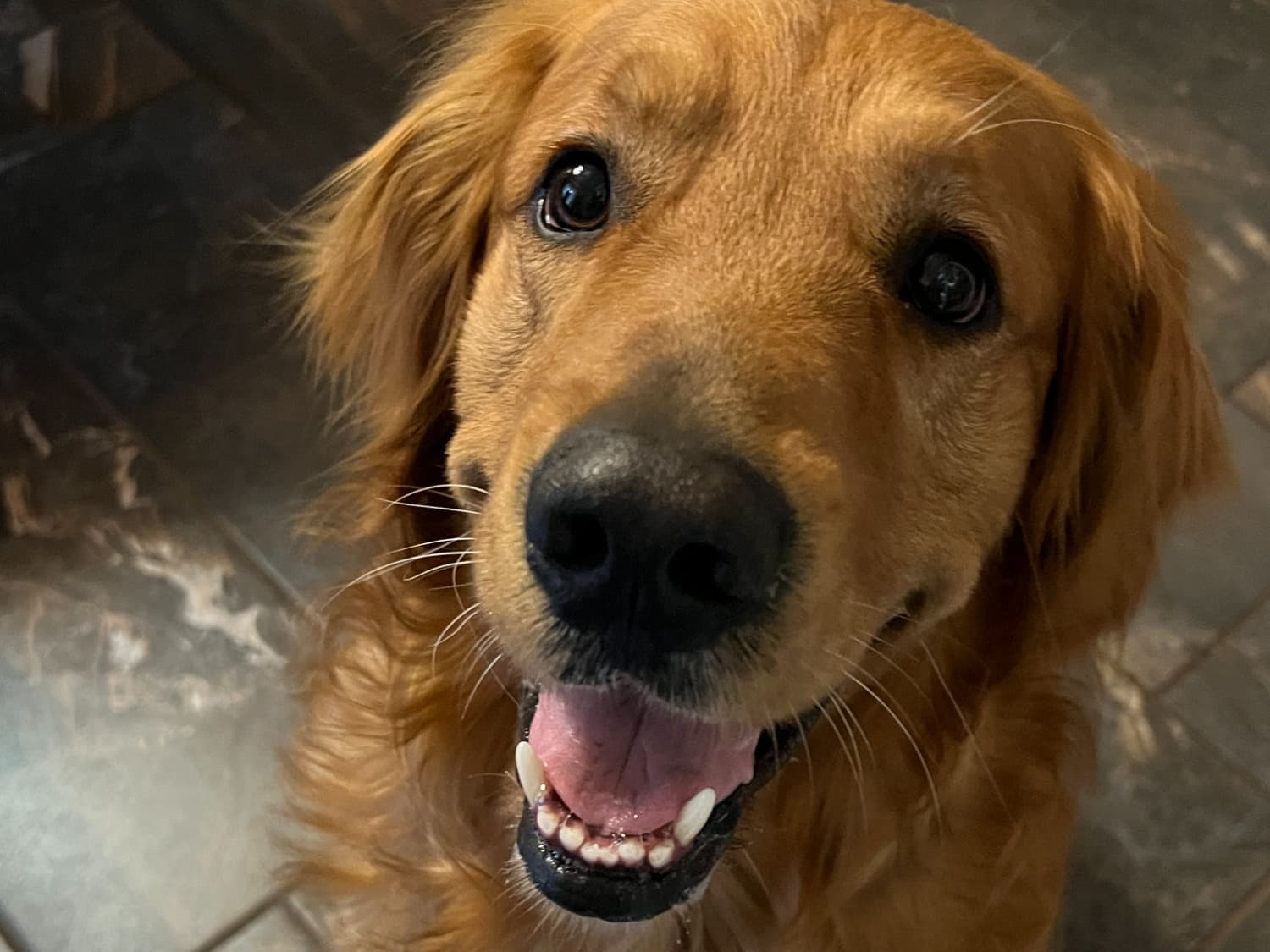 Golden Retriever 6 years 3 months old male large named Champ for breeding in Springfield, Missouri | Petmeetly