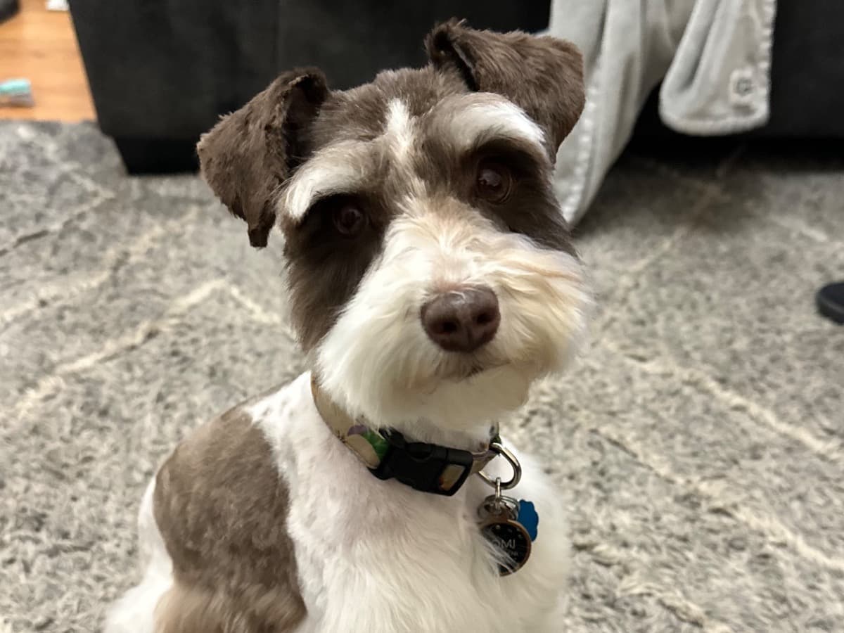 Miniature Schnauzer 1 year 6 months old female small named Bomi for breeding in Magna, Utah | Petmeetly