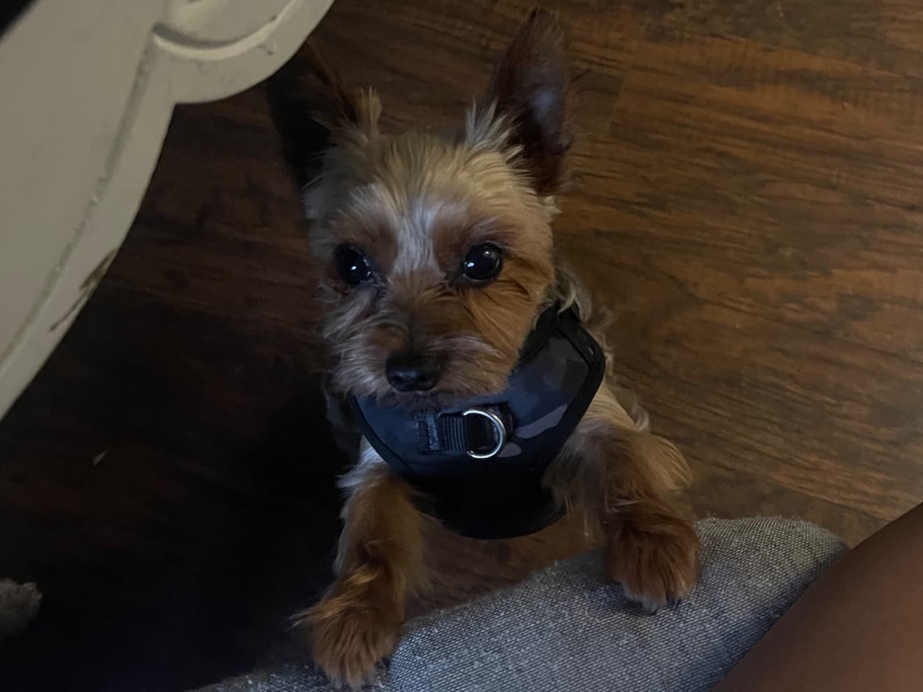 Teacup Yorkshire Terrier 4 years old male small named Kobe for breeding in Allentown, Pennsylvania | Petmeetly