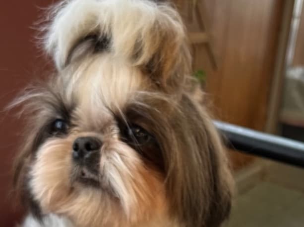 Shih Tzu 2 years 4 months old female small named Funny for breeding in Crown Point, Indiana | Petmeetly