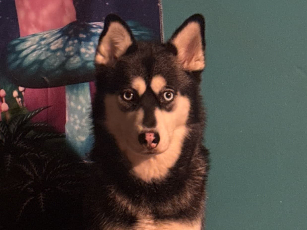 Husky 2 years old female medium named Nova for breeding in Yonkers, New York | Petmeetly