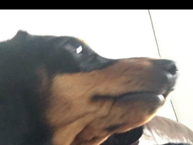 Dachshund 6 years old female small named Molly for breeding in Myton, Utah | Petmeetly