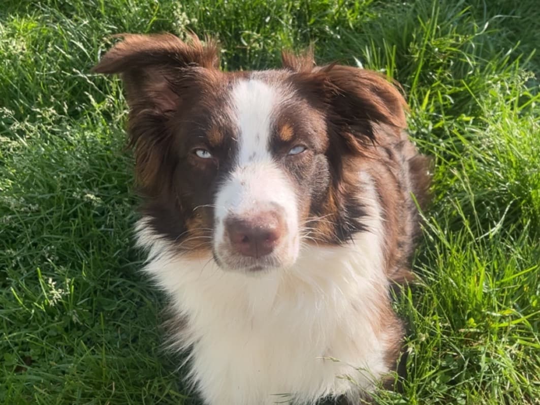 Australian Shepherd 2 years old female medium named Pierce for breeding in Rochester, Pennsylvania | Petmeetly