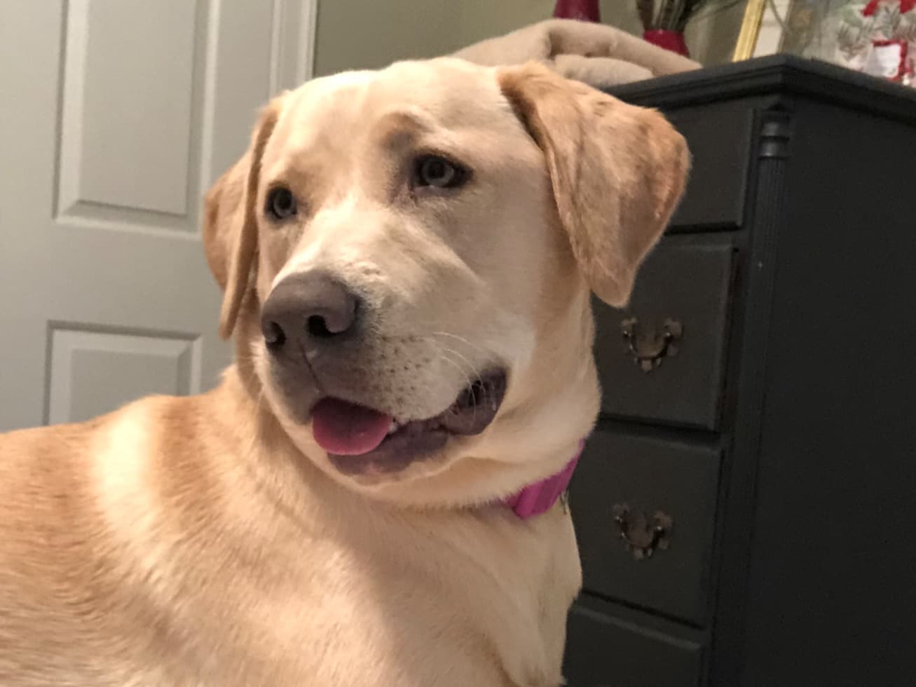 Labrador Retriever 3 years 11 months old female medium named Daisy for breeding in Marietta, Georgia | Petmeetly