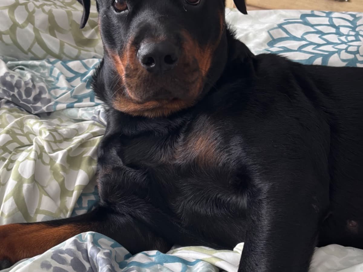 German Rottweiler 3 years old female large named Gypsy for breeding in Pensacola, Florida | Petmeetly