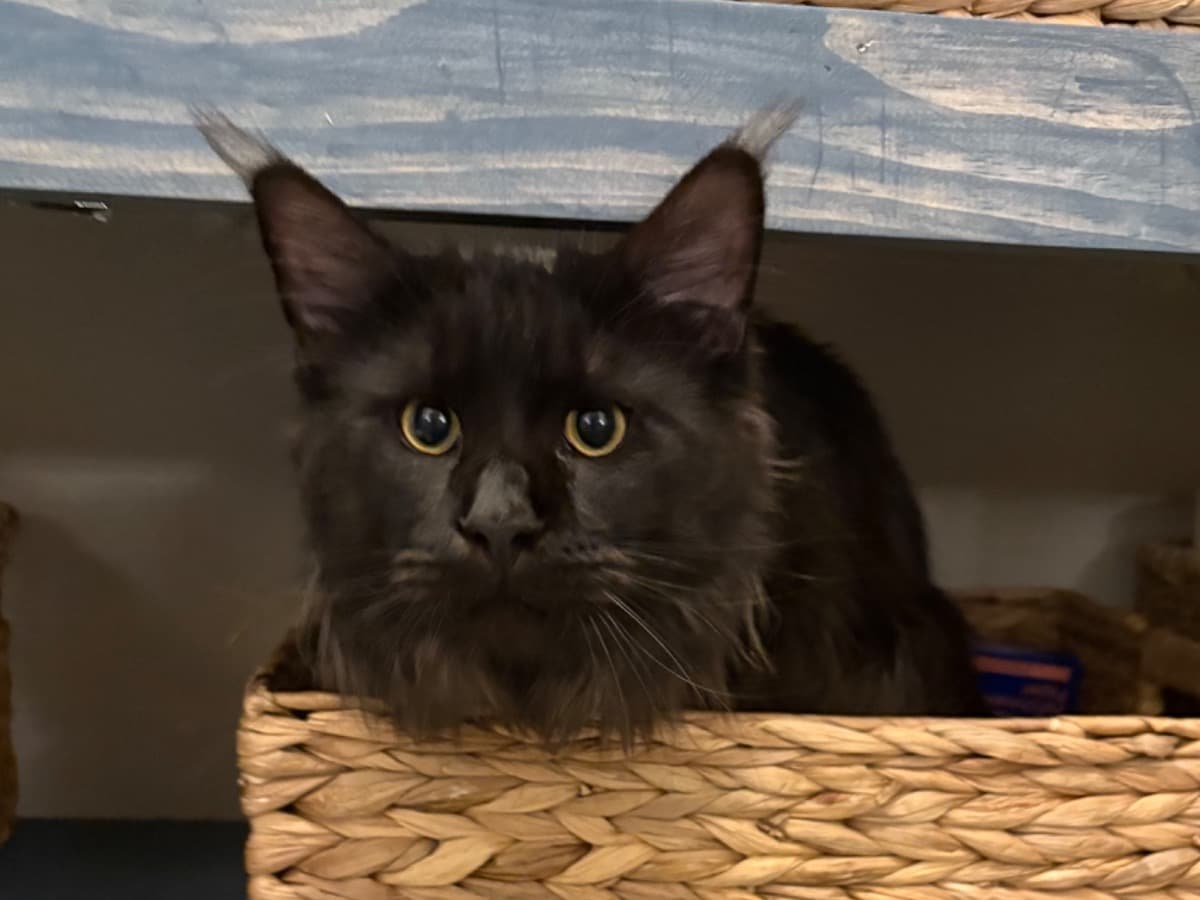 Maine Coon 1 year old male named Biggy for breeding in Lewes, Delaware | Petmeetly