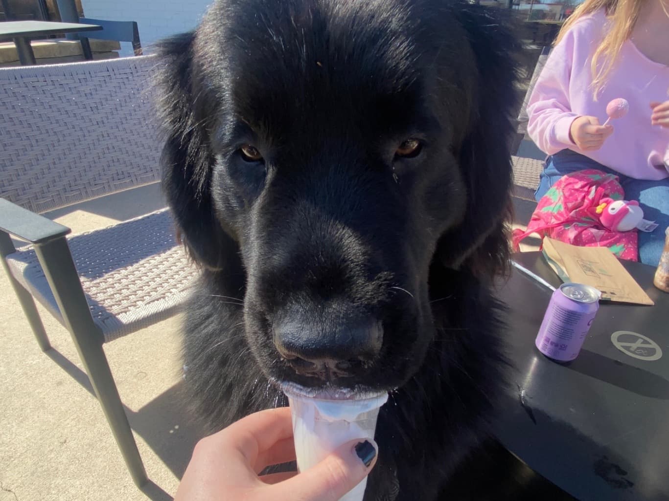 Newfoundland 1 year 6 months old male extra large named Atlas for breeding in Grapevine, Texas | Petmeetly