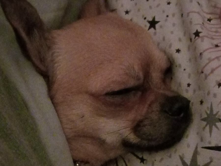 Chihuahua 2 years old female medium named bella for breeding in Blackburn, England | Petmeetly