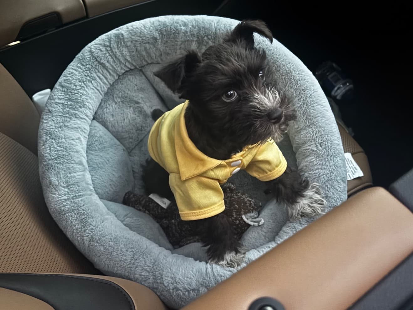 Miniature Schnauzer 1 year old male small named Winston for breeding in Memphis, Tennessee | Petmeetly