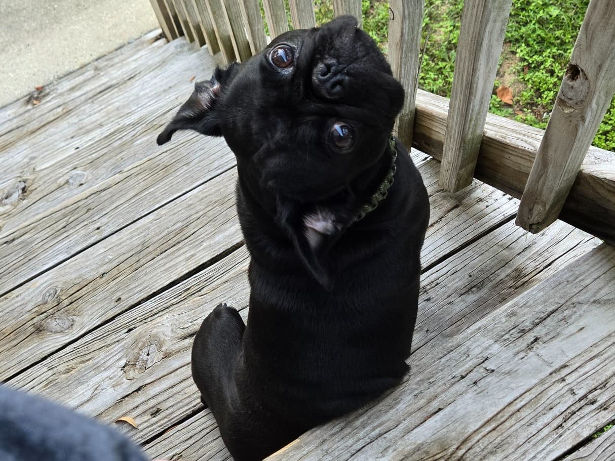 Pug 4 years old male small named Sir Loki for breeding in Gautier, Mississippi | Petmeetly