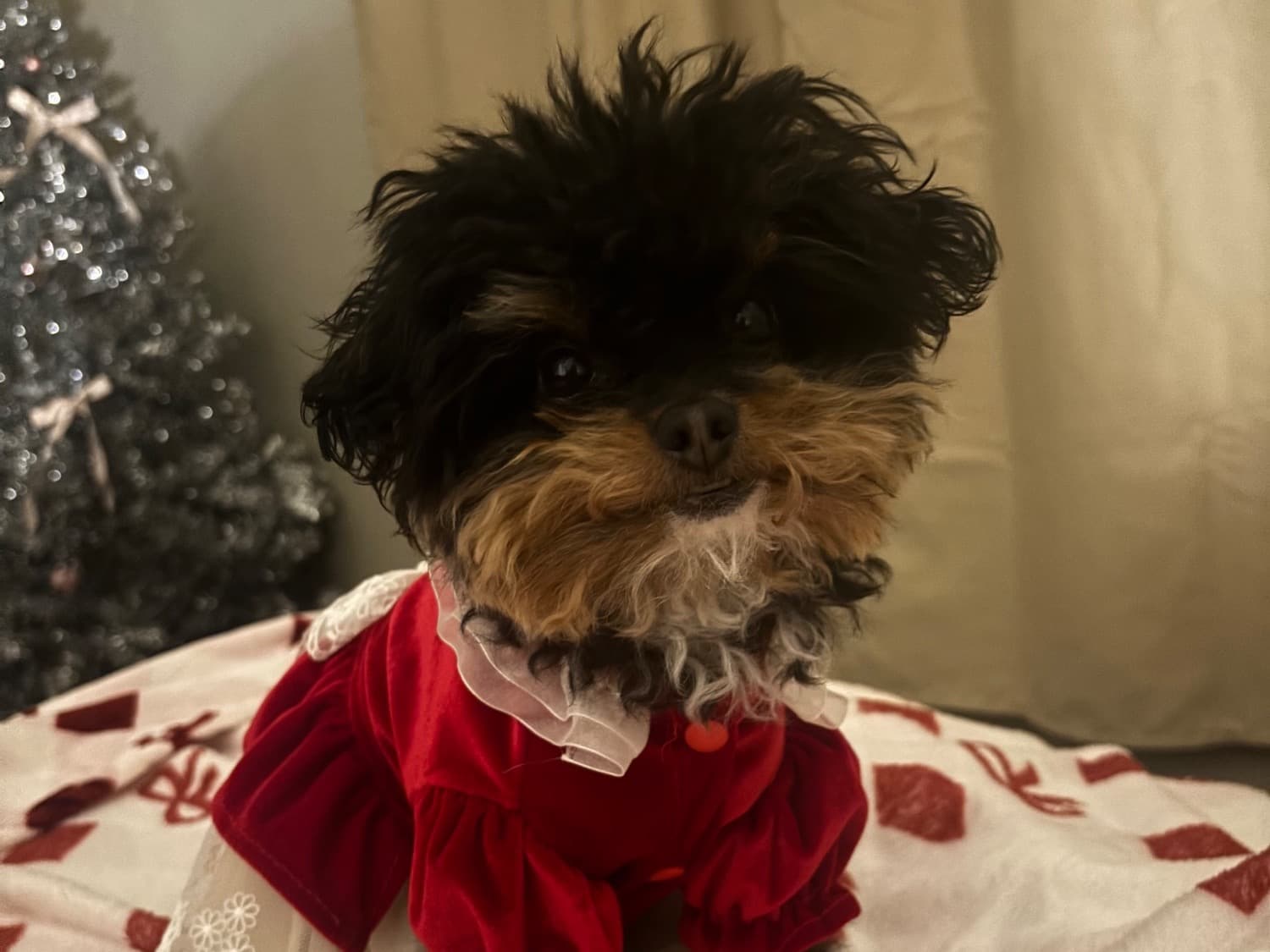 Maltese 2 years 6 months old female small named Coco for breeding in Henderson, Nevada | Petmeetly