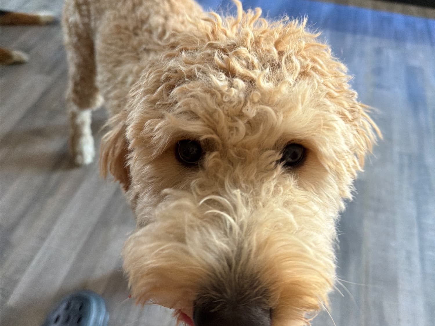 Standard Poodle 1 year old female large named waffles for breeding in Canton, Texas | Petmeetly