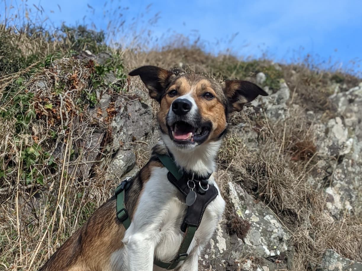 Collie 2 years 6 months old male medium named Bandit for breeding in Bath, England | Petmeetly