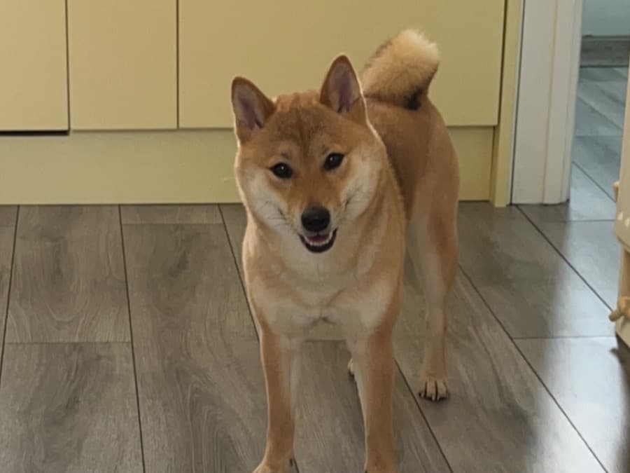 Shiba Inu 4 years 6 months old female medium named Tara for breeding in Manchester, England | Petmeetly