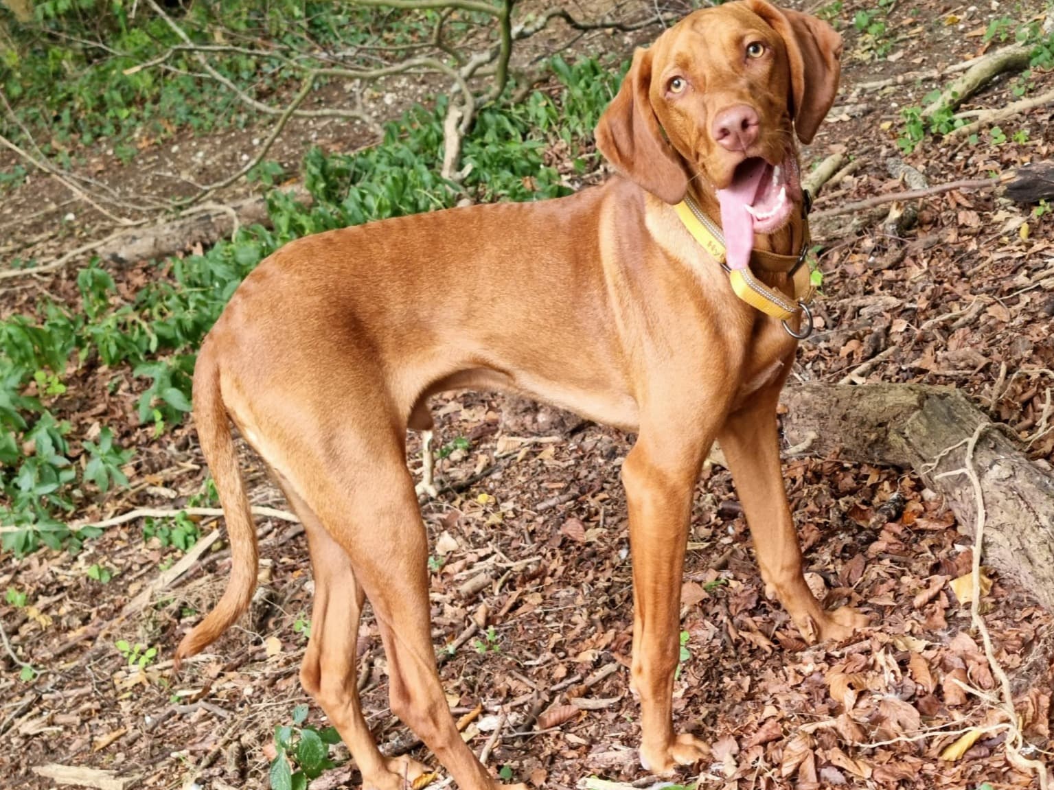 Vizsla 4 years 2 months old male large named The Fonz for breeding in Four Marks, England | Petmeetly