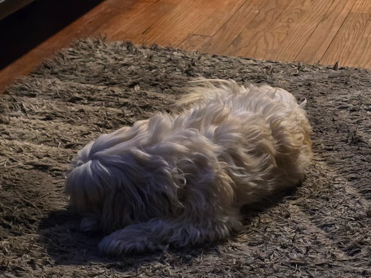 Maltese Shih Tzu 2 years 6 months old female small named lady vanities for breeding in Gary, Indiana | Petmeetly