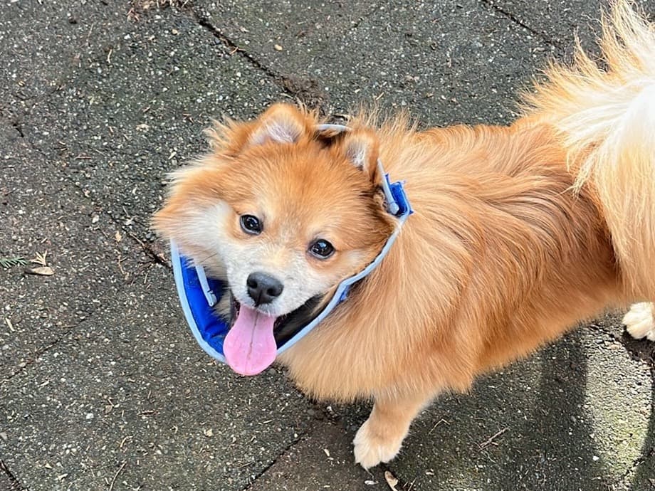 Pomeranian 1 year old male small named Benji for breeding in Vancouver, Washington | Petmeetly