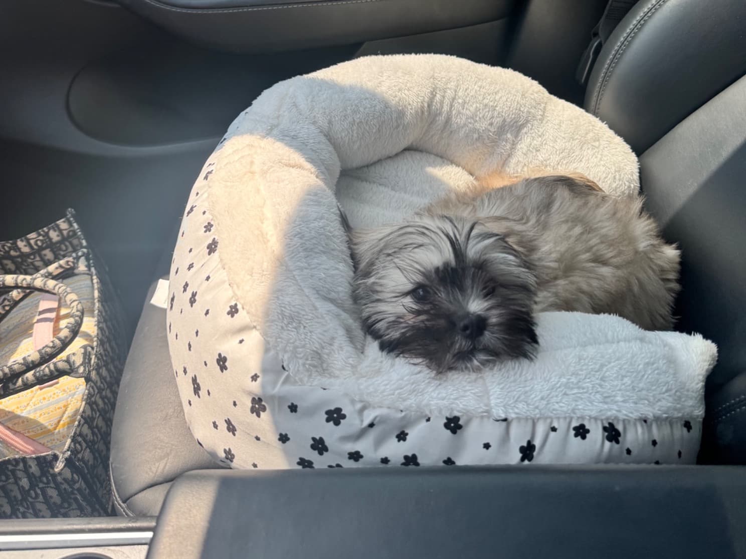Shih Tzu 1 year old female small named nola for breeding in Costa Mesa, California | Petmeetly