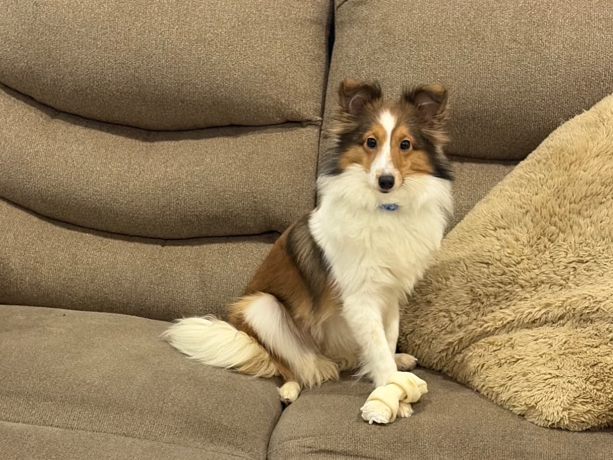 Shetland Sheepdog 1 year old female small named zoey for breeding in Harrisburg, Pennsylvania | Petmeetly