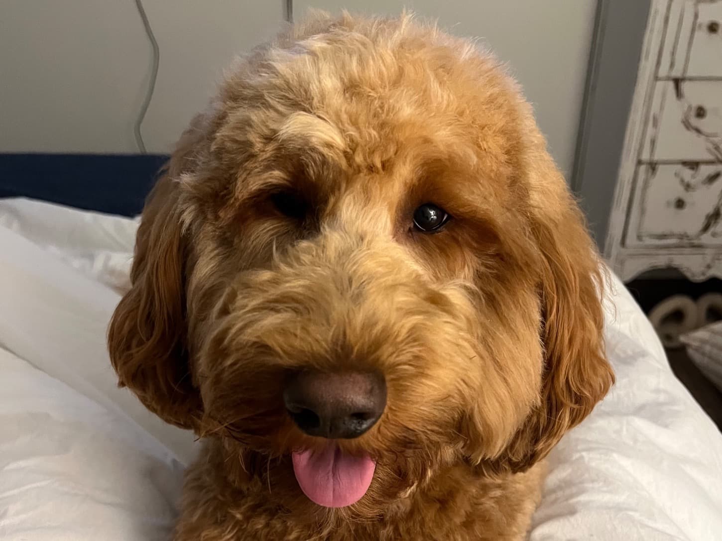 Goldendoodle 2 years 1 month old male medium named Bruno for breeding in Talmo, Georgia | Petmeetly