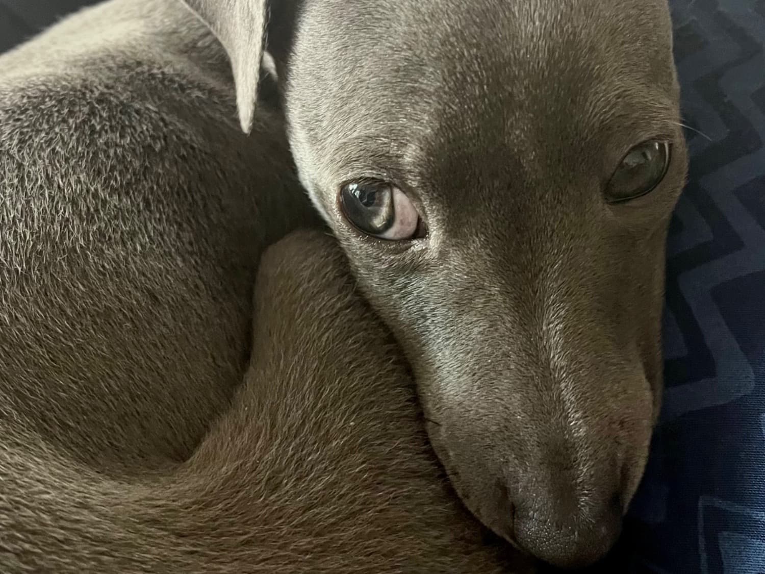 Italian Greyhound 1 year old female small named lottie for breeding in Clydach, Wales | Petmeetly