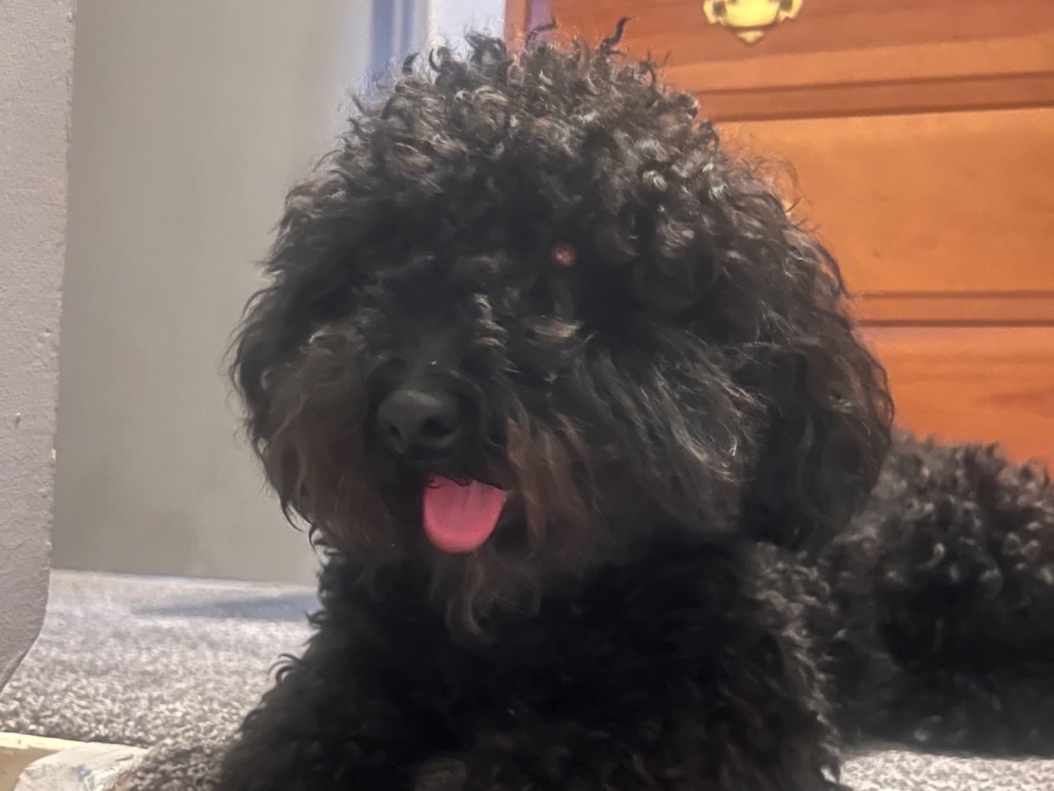 Cockapoo 3 years old male small named Ace for breeding in London, England | Petmeetly