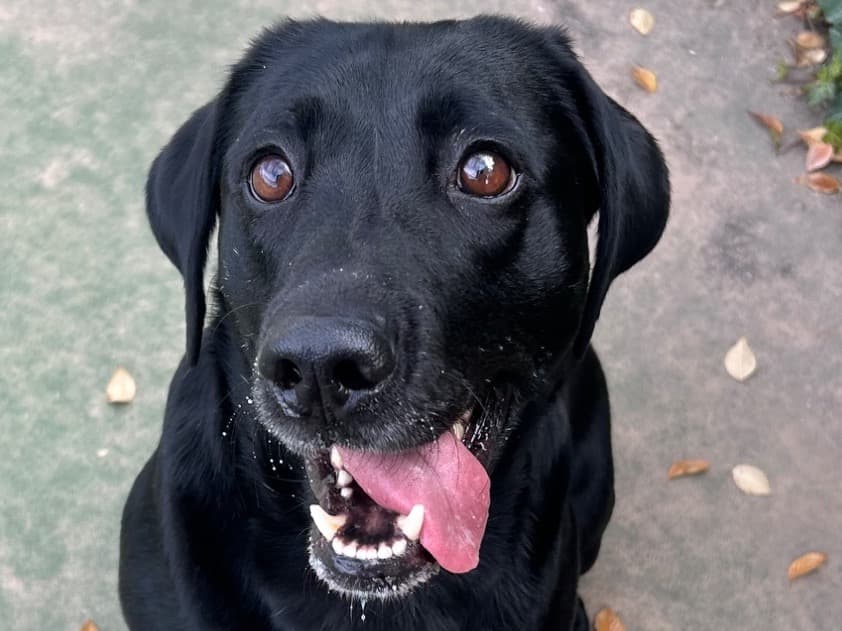 Labrador Retriever 6 years old female medium named Nala for breeding in Albuquerque, New Mexico | Petmeetly