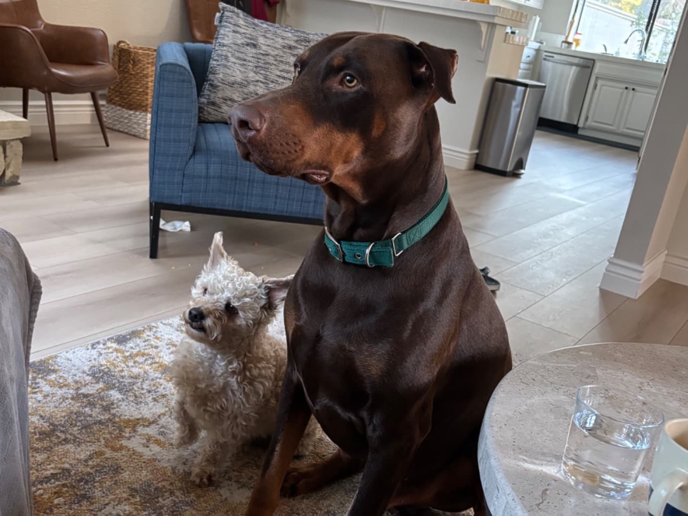 Doberman 3 years 6 months old male extra large named doby for breeding in Danville, California | Petmeetly