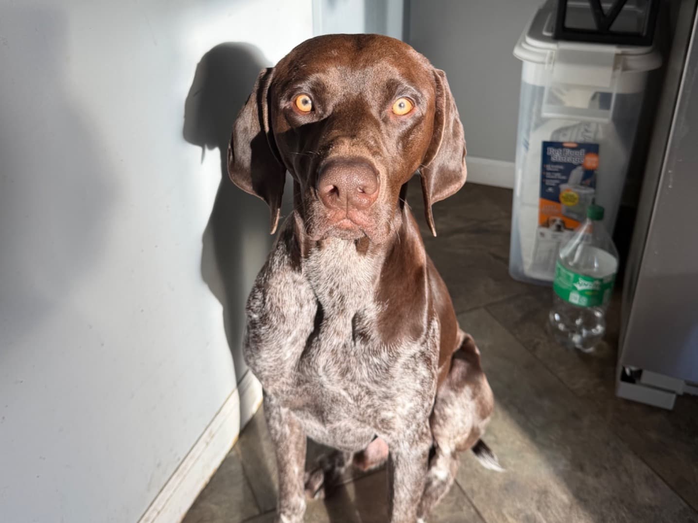 German Shorthaired Pointer 1 year 10 months old male medium named benny for breeding in Syracuse, New York | Petmeetly