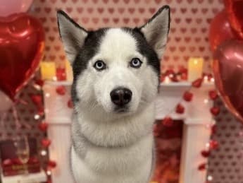 Siberian Husky 6 years 6 months old male medium named Kash for breeding in Wildwood, Florida | Petmeetly