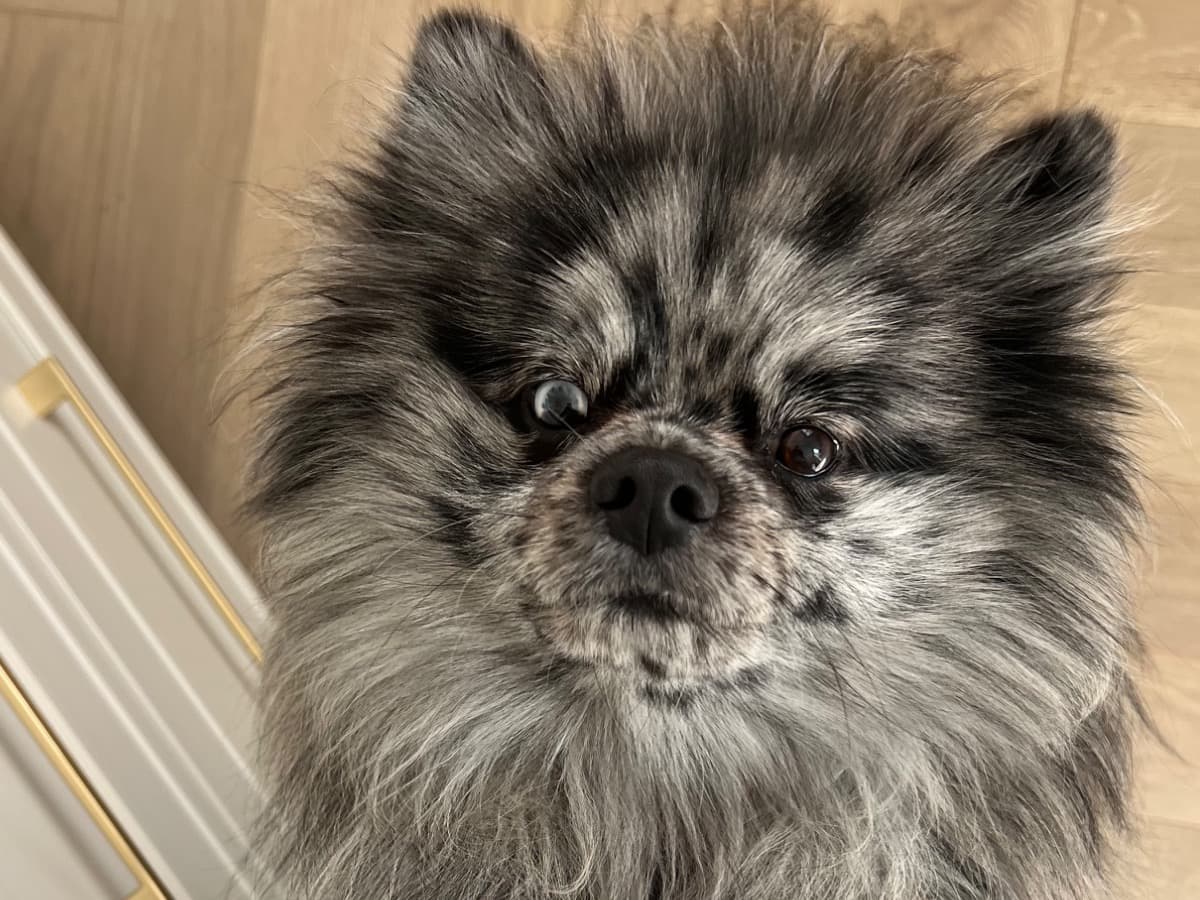 Pomeranian 2 years old male small named Yeti for breeding in San Marcos, California | Petmeetly