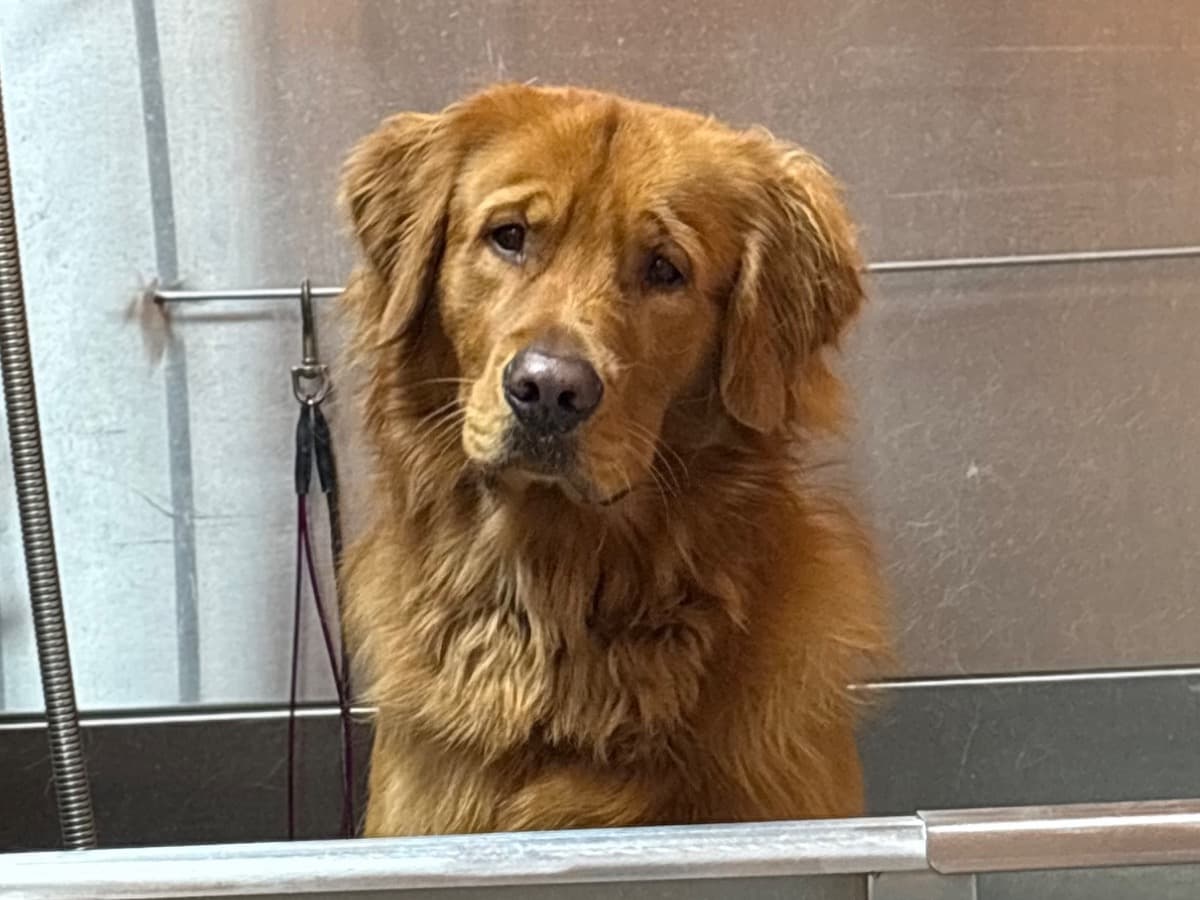 Golden Retriever 1 year old male large named huxley for breeding in Fairfield, Maine | Petmeetly