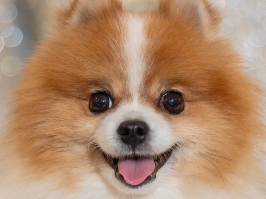Pomeranian 9 years old male small named cooper for breeding in Oviedo, Florida | Petmeetly