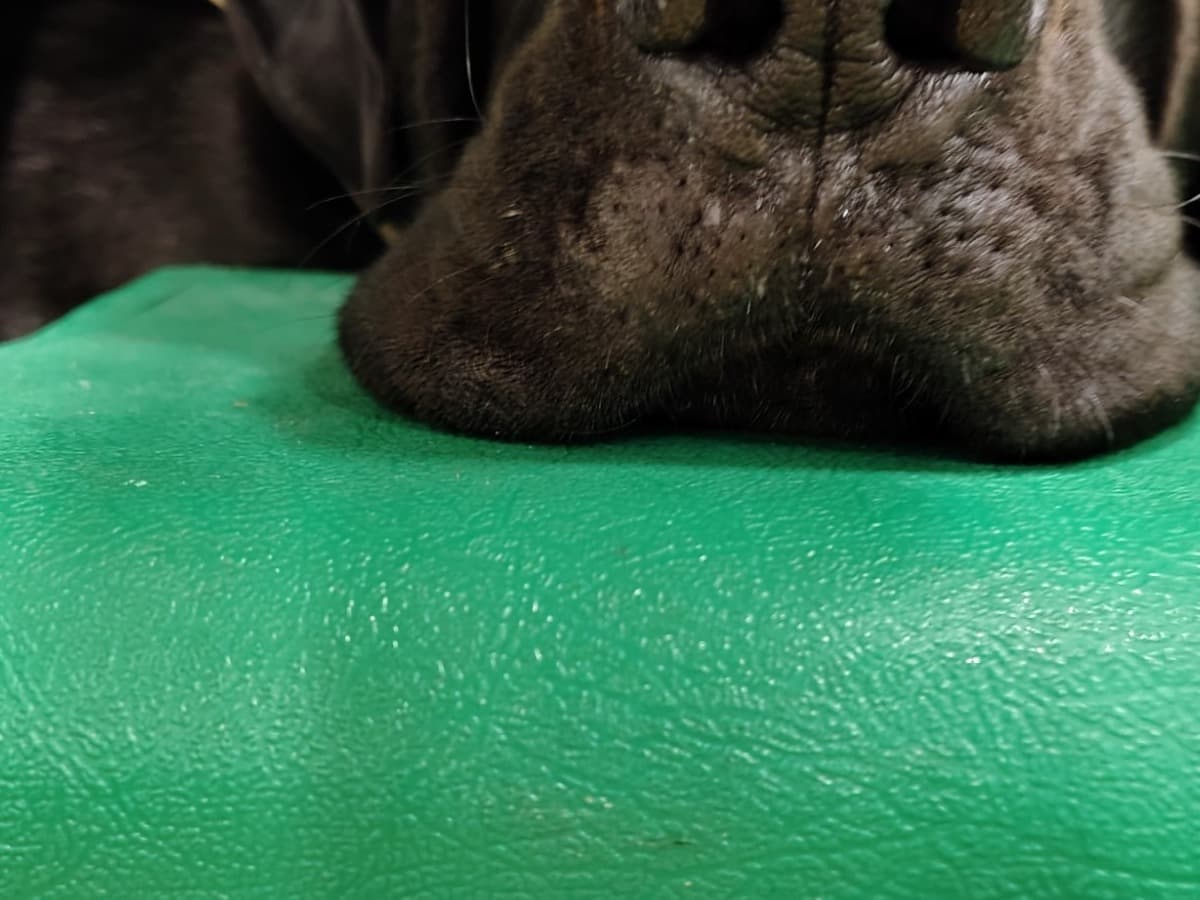 English Mastiff 3 years 6 months old male extra large named Thor for breeding in St. Cloud, Minnesota | Petmeetly