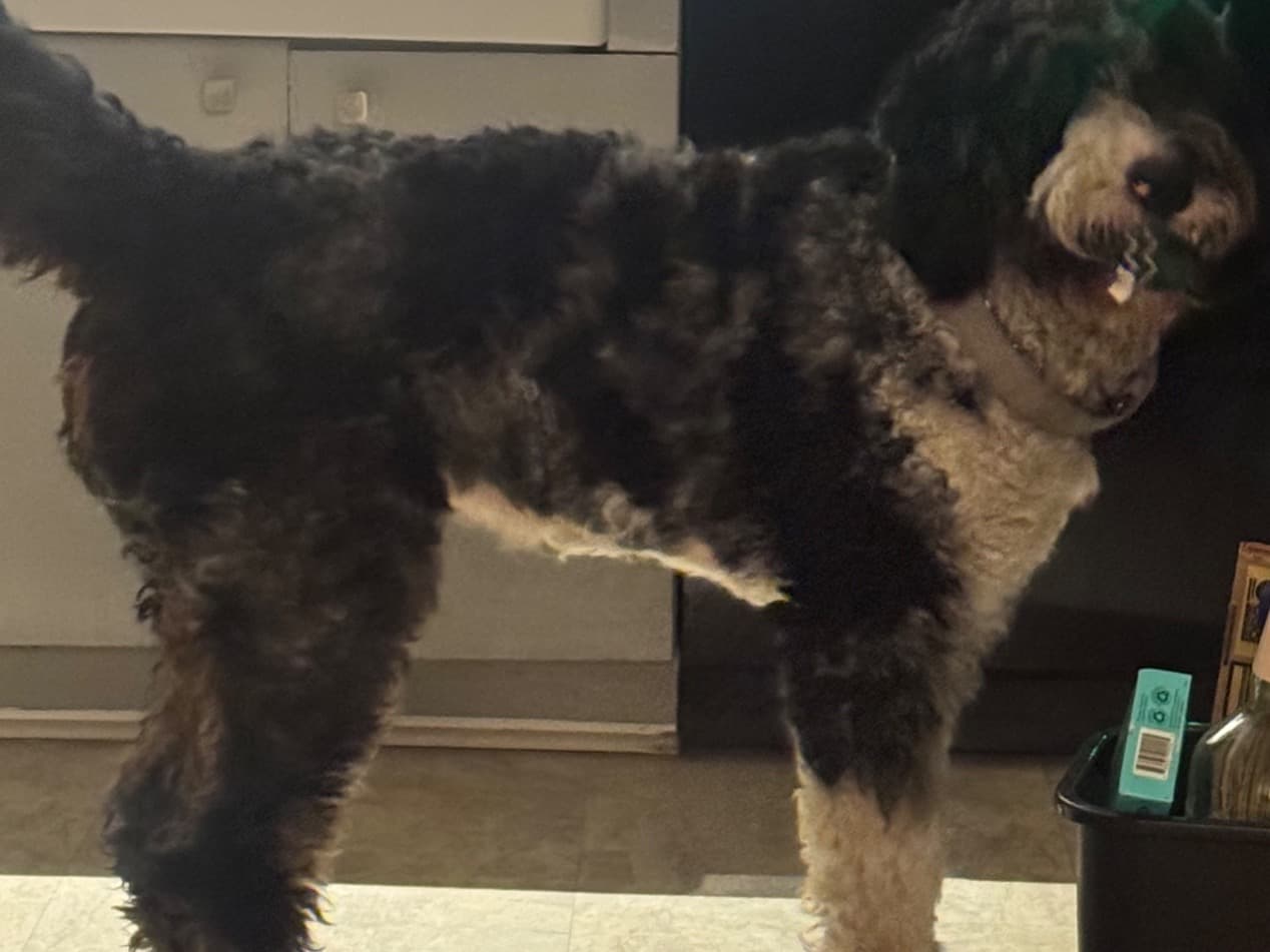 Bernedoodle 2 years old male large named Duke for breeding in Linthicum Heights, Maryland | Petmeetly