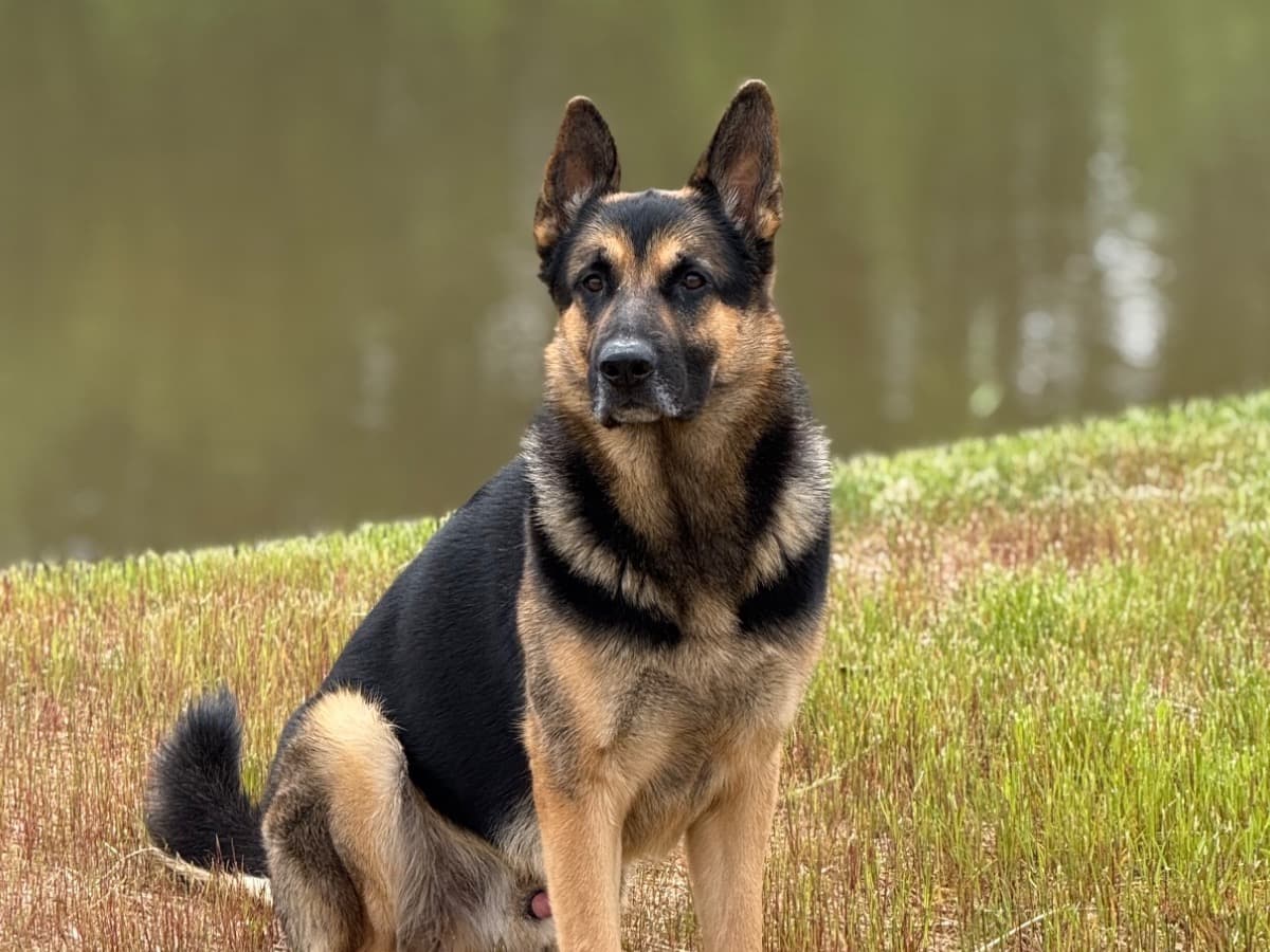 German Shepherd 4 years 3 months old male large named Simon for breeding in Charlotte, North Carolina | Petmeetly
