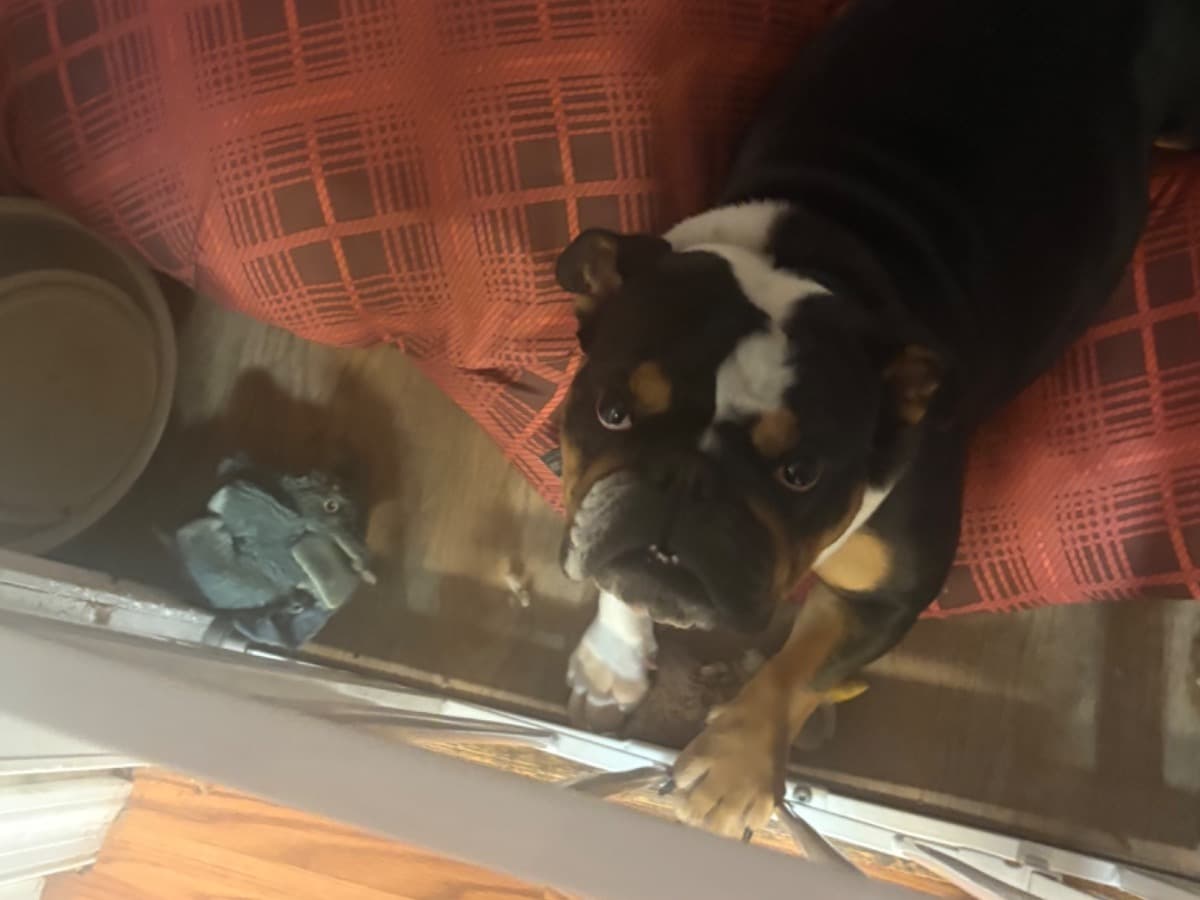 White English Bulldog 2 years old female medium named onyx for breeding in Luray, Virginia | Petmeetly