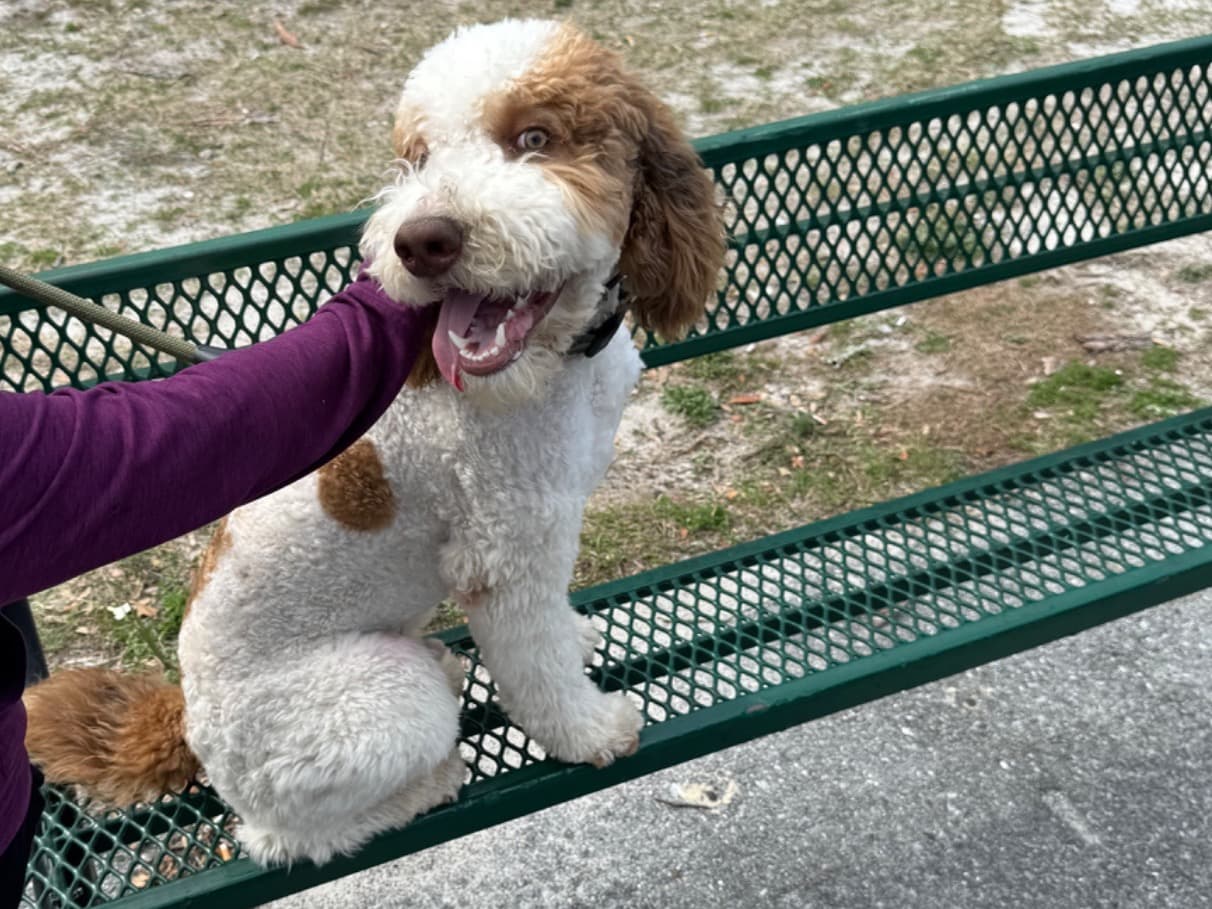 Aussiedoodle 2 years 10 months old male large named Lucky for breeding in Houston, Texas | Petmeetly