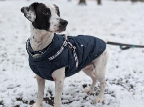 Jack Russell Terrier 5 years 2 months old male medium named Rio for breeding in Saline, Michigan | Petmeetly