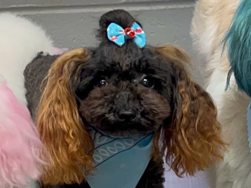 Miniature Poodle 2 years old female small named puppy for breeding in Lawrenceville, Georgia | Petmeetly